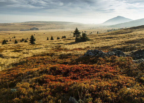 Arkto – alpínská tundra