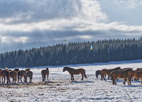 Horses in Krkonose meadows