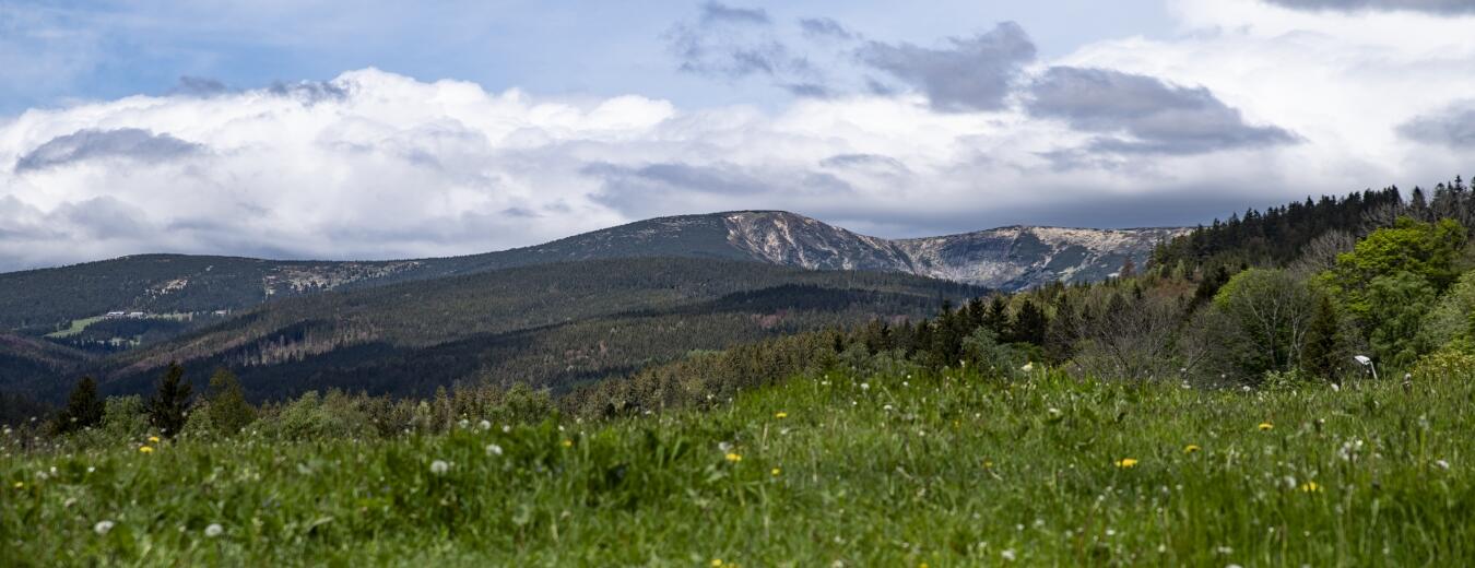 Bledule v Krkonoších