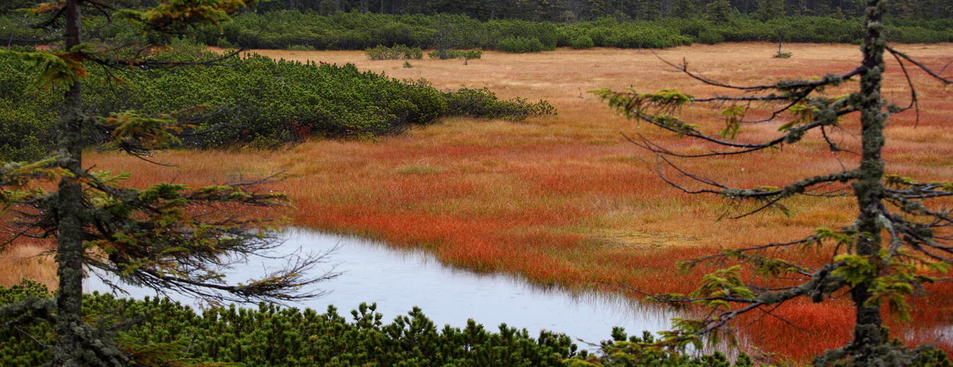 Cernohorske Peat Bogs