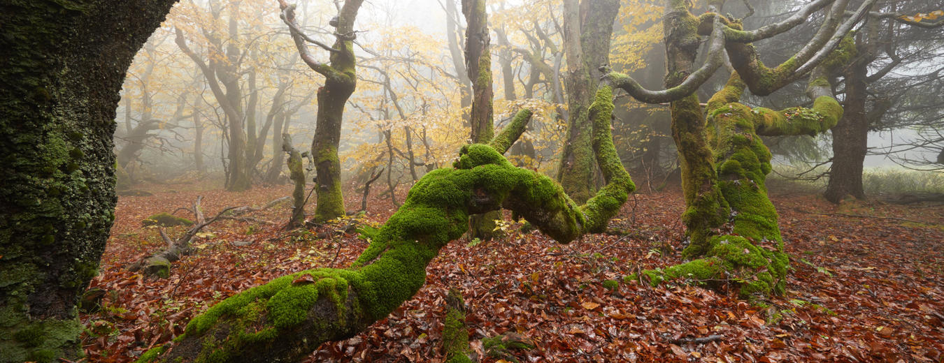 Dvorsky (Rychorsky) Forest