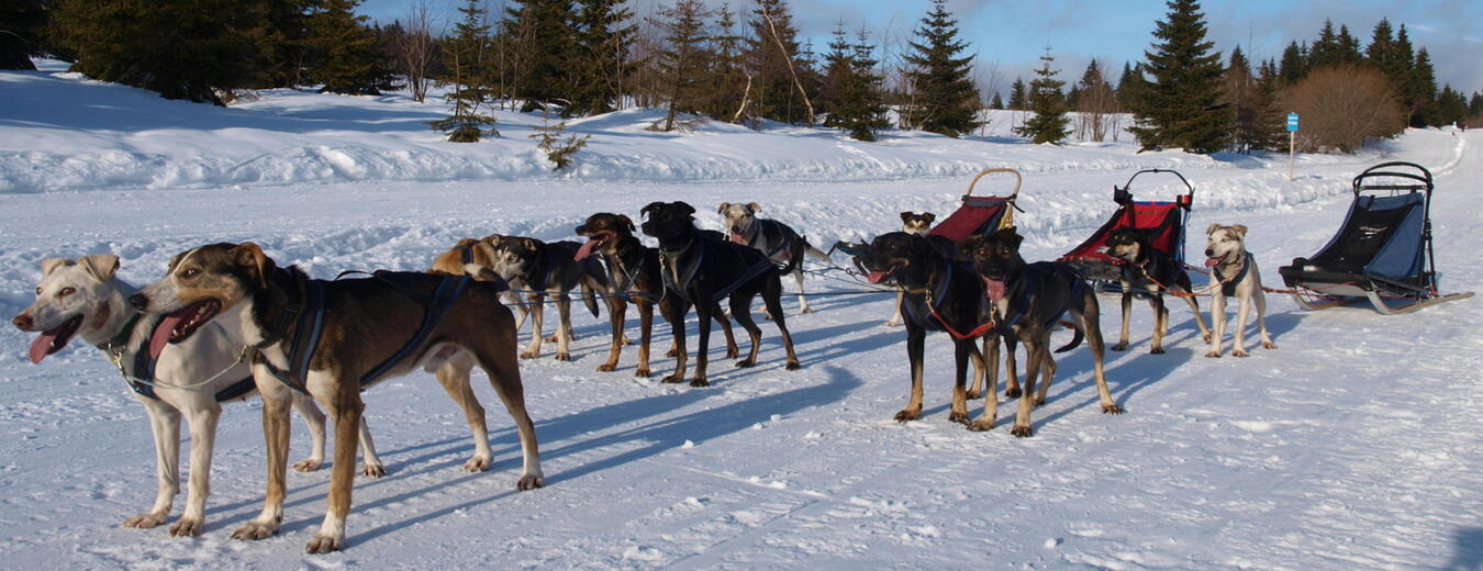 Mushing best sale