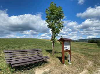 Víchovská stezka za Kavánovými obrazy
