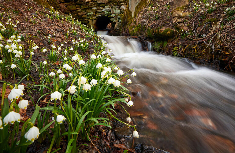 Bledulky v Javorníku