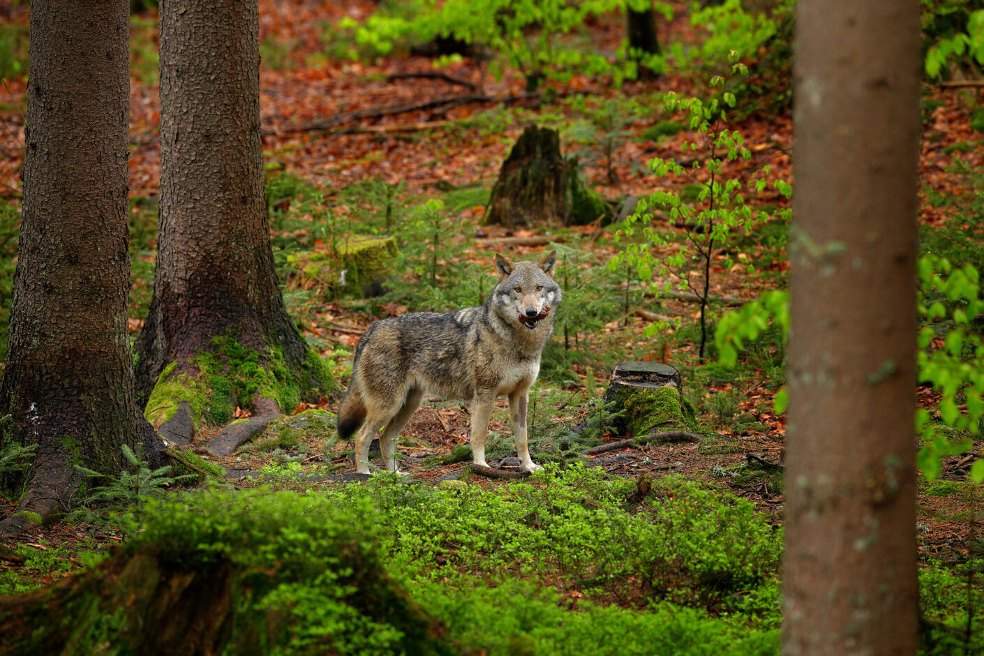 Wolf im Riesengebirge