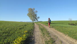 Víchovská stezka za Kavánovými obrazy