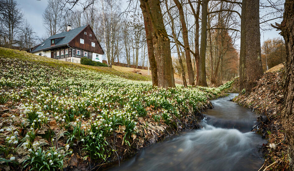 Bledulky v Javorníku