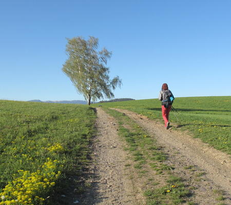 Víchovská stezka za Kavánovými obrazy