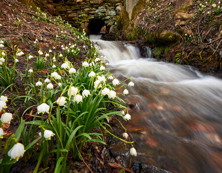 Bledulky v Javorníku